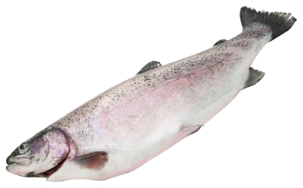 Форель НОВОСЕЛОВ охл 1кг