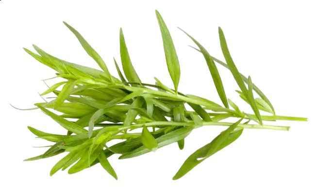 Эстрагон 50г