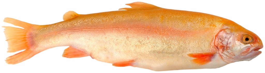 Форель НОВОСЕЛОВ золотистая охл 1кг