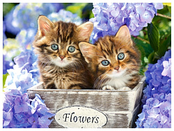Алмазная мозаика Котята на подставе 10*15см арт.АКир233
