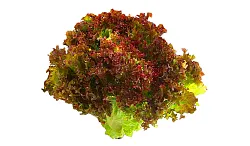 Салат Лолло Россо 1кг