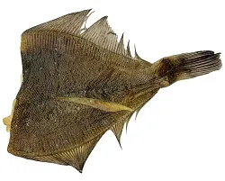 Камбала АВАНГАРД вяленая 1кг