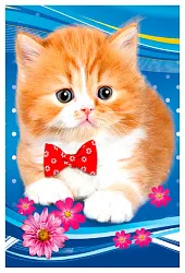 Алмазная мозаика Котята 14*18см арт.АКир246