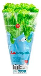 Салат ЕМ РОДНОЕ Дуболистный зеленый свежий в горшке 1шт