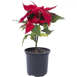 Цветок ПУАНСЕТТИЯ Рождественский Д12